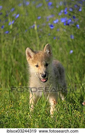 "Wolf (Canis lupus), pup, eight weeks old, in a meadow, captive, Kalispell, Montana, United States, North America" View Large Photo Image Stock Photo - "Wolf (Canis lupus), pup, eight weeks old, in a meadow, captive, Kalispell, Montana, United States, North America". Fotosearch