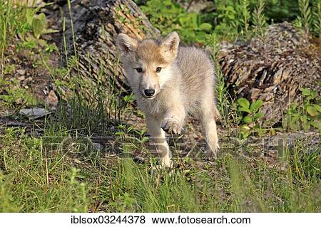 "Wolf (Canis lupus), pup, eight weeks old, captive, Kalispell, Montana, United States, North America" View Large Photo Image Stock Photo - "Wolf (Canis lupus), pup, eight weeks old, captive, Kalispell, Montana, United States, North America". Fotosearch