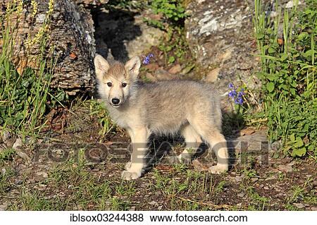 Stock Photo - "Wolf (Canis lupus), pup, eight weeks old, captive, Kalispell, Montana, United States, North America". Fotosearch