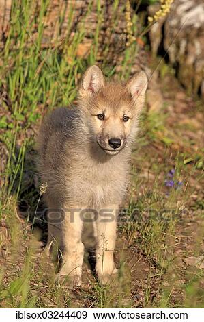"Wolf (Canis lupus), pup, eight weeks old, captive, Kalispell, Montana, United States, North America" View Large Photo Image Stock Photo - "Wolf (Canis lupus), pup, eight weeks old, captive, Kalispell, Montana, United States, North America". Fotosearch