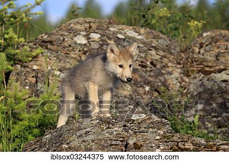 "Wolf (Canis lupus), pup, eight weeks old, captive, Kalispell, Montana, United States, North America" View Large Photo Image Stock Photography - "Wolf (Canis lupus), pup, eight weeks old, captive, Kalispell, Montana, United States, North America". Fotosearch
