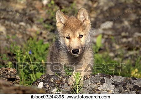 Stock Photography - "Wolf (Canis lupus), pup, eight weeks old, captive, Kalispell, Montana, United States, North America". Fotosearch