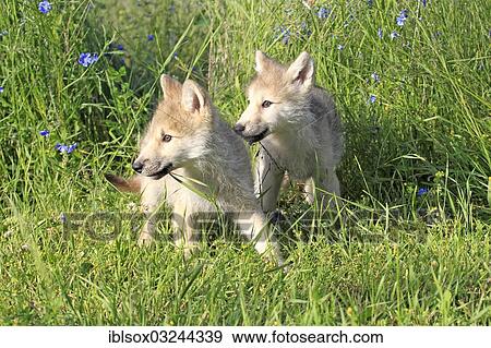"Wolf (Canis lupus) pups, eight weeks old, in a meadow, captive, Kalispell, Montana, United States, North America" View Large Photo Image Stock Photo - "Wolf (Canis lupus) pups, eight weeks old, in a meadow, captive, Kalispell, Montana, United States, North America". Fotosearch