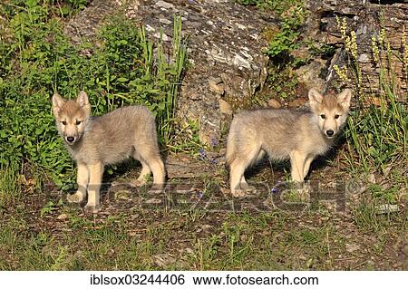"Wolf (Canis lupus) pups, eight weeks old, captive, Kalispell, Montana, United States, North America" View Large Photo Image Stock Photograph - "Wolf (Canis lupus) pups, eight weeks old, captive, Kalispell, Montana, United States, North America". Fotosearch