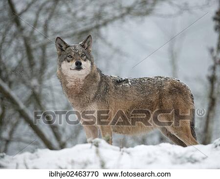 "Wolf (Canis lupus) standing in the snow, Gondorf, Rhineland-Palatinate, Germany, Europe" View Large Photo Image Stock Image - "Wolf (Canis lupus) standing in the snow, Gondorf, Rhineland-Palatinate, Germany, Europe". Fotosearch