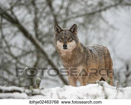 "Wolf (Canis lupus) standing in the snow, Gondorf, Rhineland-Palatinate, Germany, Europe" View Large Photo Image Stock Photo - "Wolf (Canis lupus) standing in the snow, Gondorf, Rhineland-Palatinate, Germany, Europe". Fotosearch