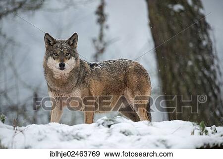 "Wolf (Canis lupus) standing in the snow, Gondorf, Rhineland-Palatinate, Germany, Europe" View Large Photo Image Stock Photo - "Wolf (Canis lupus) standing in the snow, Gondorf, Rhineland-Palatinate, Germany, Europe". Fotosearch