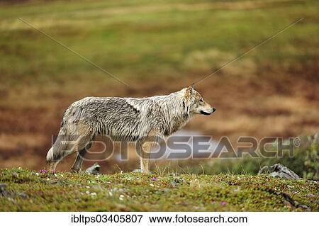 "Wolf (Canis lupus) standing in the Arctic tundra, Denali National Park, Alaska, United States, North America" View Large Photo Image Stock Photo - "Wolf (Canis lupus) standing in the Arctic tundra, Denali National Park, Alaska, United States, North America". Fotosearch