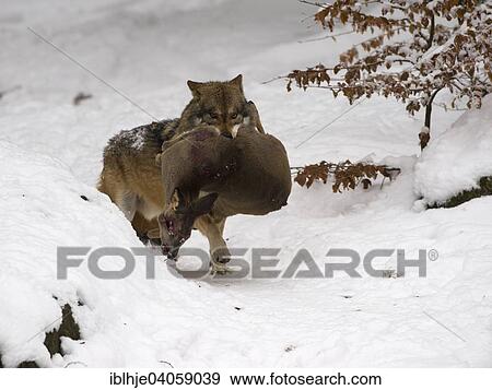 Stock Photo - "Wolf (Canis lupus) with a captured deer, captive, Bavarian Forest National Park, Grafenau, Bavaria, Germany, Europe". Fotosearch