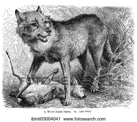"Wolf (Canis lupus) with prey, illustration from Meyers Konversations-Lexikon encyclopedia, 1897" View Large Photo Image Stock Image - "Wolf (Canis lupus) with prey, illustration from Meyers Konversations-Lexikon encyclopedia, 1897". Fotosearch