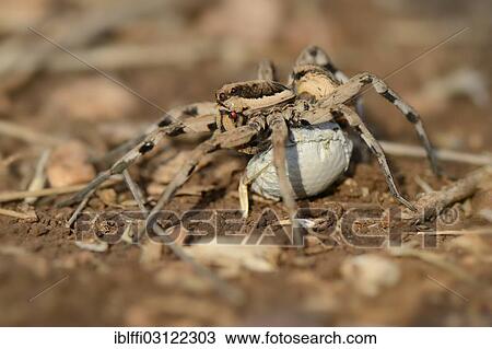 "Wolf Spider (Lycosa tarentula), female carrying an egg sac, Kas, Lycia, Province of Antalya, Turkey, Asia" View Large Photo Image Stock Image - "Wolf Spider (Lycosa tarentula), female carrying an egg sac, Kas, Lycia, Province of Antalya, Turkey, Asia". Fotosearch