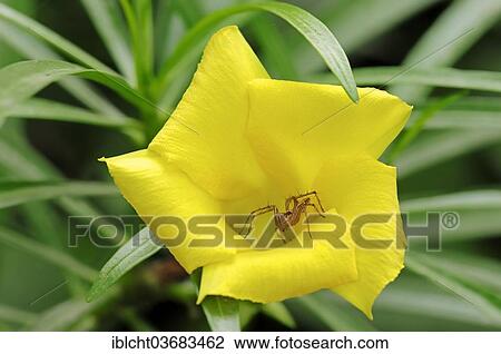 "Wolf Spider (Lycosidae sp. ) in the flower of a Yellow Oleander (Thevetia peruviana), Keoladeo National Park, Bharatpur, Rajasthan, India, Asia" View Large Photo Image Stock Image - "Wolf Spider (Lycosidae sp. ) in the flower of a Yellow Oleander (Thevetia peruviana), Keoladeo National Park, Bharatpur, Rajasthan, India, Asia". Fotosearch