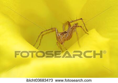Stock Image - "Wolf Spider (Lycosidae sp. ) in the flower of a Yellow Oleander (Thevetia peruviana), Keoladeo National Park, Bharatpur, Rajasthan, India, Asia". Fotosearch