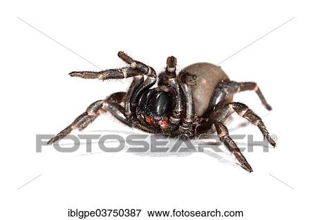 Wolf Spider (Lycosidae) View Large Photo Image Stock Photo - Wolf Spider (Lycosidae). Fotosearch