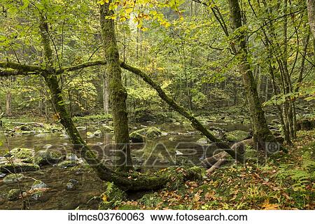 "Wolfsteiner Ohe River, Bavarian Forest National Park, Ringelai, Bavaria, Germany, Europe" View Large Photo Image Stock Image - "Wolfsteiner Ohe River, Bavarian Forest National Park, Ringelai, Bavaria, Germany, Europe". Fotosearch
