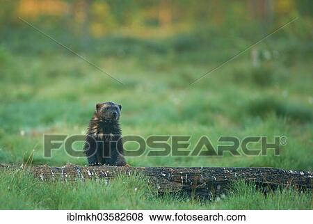 "Wolverine (Gulo gulo), Suomussalmi, Kainuu, Finland, Europe" View Large Photo Image Stock Photo - "Wolverine (Gulo gulo), Suomussalmi, Kainuu, Finland, Europe". Fotosearch