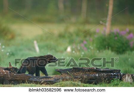 "Wolverine (Gulo gulo), Suomussalmi, Kainuu, Finland, Europe" View Large Photo Image Stock Photograph - "Wolverine (Gulo gulo), Suomussalmi, Kainuu, Finland, Europe". Fotosearch