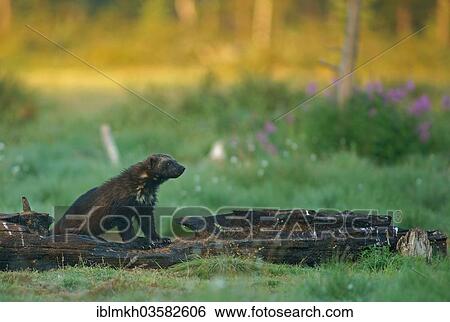 Stock Photograph - "Wolverine (Gulo gulo), Suomussalmi, Kainuu, Finland, Europe". Fotosearch