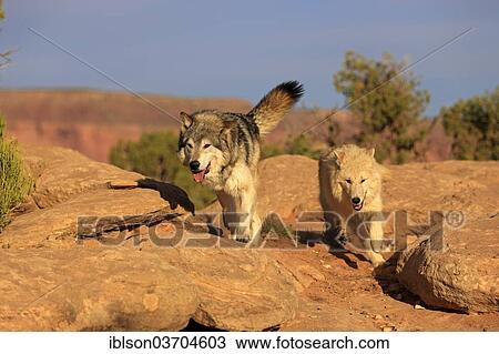 "Wolves (Canis lupus), adult, Monument Valley, Utah, United States, North America" View Large Photo Image Stock Image - "Wolves (Canis lupus), adult, Monument Valley, Utah, United States, North America". Fotosearch