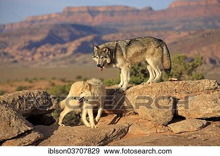 "Wolves (Canis lupus), adult, Monument Valley, Utah, United States, North America" View Large Photo Image Stock Photo - "Wolves (Canis lupus), adult, Monument Valley, Utah, United States, North America". Fotosearch