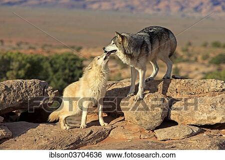 "Wolves (Canis lupus), adult, Monument Valley, Utah, United States, North America" View Large Photo Image Stock Photograph - "Wolves (Canis lupus), adult, Monument Valley, Utah, United States, North America". Fotosearch