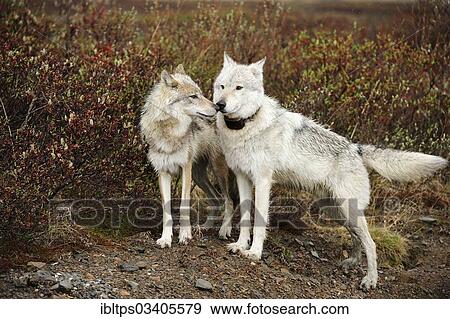 "Wolves (Canis lupus), alpha wolf wearing a transmitter collar being greeted by a subordinate wolf, Denali National Park, Alaska, United States, North America" View Large Photo Image Stock Photo - "Wolves (Canis lupus), alpha wolf wearing a transmitter collar being greeted by a subordinate wolf, Denali National Park, Alaska, United States, North America". Fotosearch