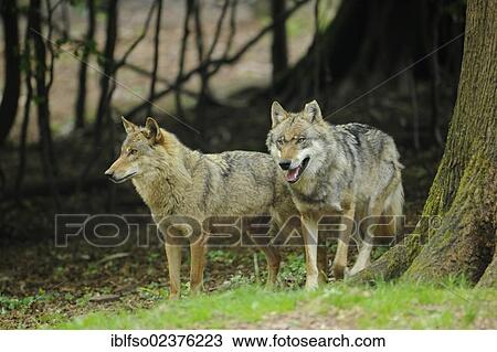 "Wolves (Canis lupus), captive, Lower Saxony, Germany, Europe, PublicGround, Europe" View Large Photo Image Stock Image - "Wolves (Canis lupus), captive, Lower Saxony, Germany, Europe, PublicGround, Europe". Fotosearch