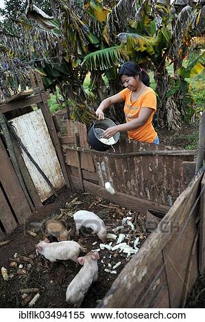 "Woman, 22, feeding boiled cassava roots to piglets in a shed, in a community of Guarani Indians, Jaguary, Caaguazu Department, Paraguay, South America" View Large Photo Image Stock Photography - "Woman, 22, feeding boiled cassava roots to piglets in a shed, in a community of Guarani Indians, Jaguary, Caaguazu Department, Paraguay, South America". Fotosearch