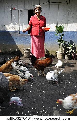 "Woman, 58, feeding chickens with corn kernels, La Sabaneta, Departamento Masaya, Nicaragua, North America" View Large Photo Image Picture - "Woman, 58, feeding chickens with corn kernels, La Sabaneta, Departamento Masaya, Nicaragua, North America". Fotosearch