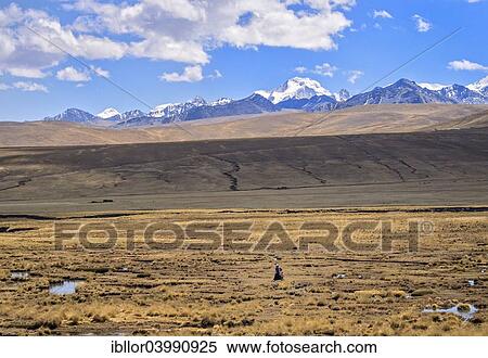 "Woman alone walking in the plateau with the Cordillera Real on the back, Bolivian plateau Altiplano, Bolivia, South America" View Large Photo Image Stock Photography - "Woman alone walking in the plateau with the Cordillera Real on the back, Bolivian plateau Altiplano, Bolivia, South America". Fotosearch