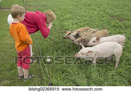 "Woman and boy with piglets, Kaiser's Hofladen, Salem, Schleswig-Holstein, Germany, Europe" View Large Photo Image Stock Photography - "Woman and boy with piglets, Kaiser's Hofladen, Salem, Schleswig-Holstein, Germany, Europe". Fotosearch