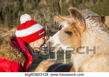 Stock Photo - "Woman and Llama (Lama glama), nose to nose, Vorderstoder, Upper Austria, Austria, Europe". Fotosearch