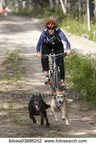 "Woman bikejoring or bikejoring, two Alaskan Huskies pulling a mountain bike, Yukon Territory, Canada, North America" View Large Photo Image Stock Image - "Woman bikejoring or bikejoring, two Alaskan Huskies pulling a mountain bike, Yukon Territory, Canada, North America". Fotosearch
