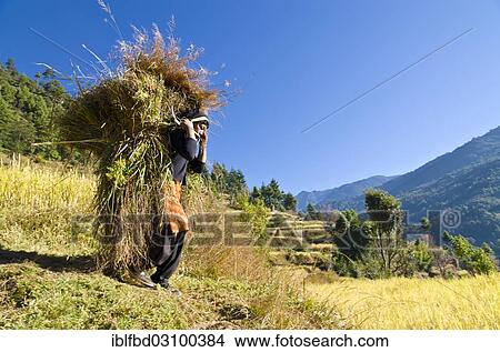 "Woman carrying a big load of harvested millet, Shivalaya, Solukhumbu District, Sagarmatha Zone, Nepal, Asia" View Large Photo Image Picture - "Woman carrying a big load of harvested millet, Shivalaya, Solukhumbu District, Sagarmatha Zone, Nepal, Asia". Fotosearch