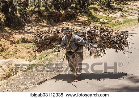 Stock Photography - "Woman carrying a bundle of eucalyptus wood, Addis Ababa, Oromia Region, Ethiopia, Africa". Fotosearch