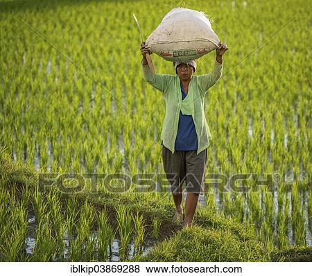 "Woman carrying rice in the rice fields, Ubud region, Bali, Indonesia, Asia" View Large Photo Image Stock Photo - "Woman carrying rice in the rice fields, Ubud region, Bali, Indonesia, Asia". Fotosearch