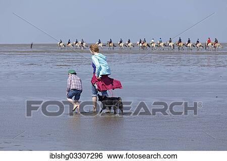"Woman, child and a dog walking through the mudflats with a row of horseriders at the rear, Duhnen, Cuxhaven, Lower Saxony, Germany, Europe" View Large Photo Image Stock Photograph - "Woman, child and a dog walking through the mudflats with a row of horseriders at the rear, Duhnen, Cuxhaven, Lower Saxony, Germany, Europe". Fotosearch