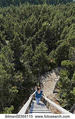 Stock Photography - "Woman climbing an observation tower in a mountain pine forest, Latschenhochmoor, Tanner Moor near Liebenau, Muehlviertel region, Upper Austria, Austria, Europe, PublicGround, Europe". Fotosearch