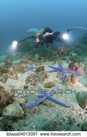 "Woman diver photographing Blue Star starfish (Linckia laevigata), Bohol Sea, Philippines, Southeast Asia, Asia" View Large Photo Image Stock Photo - "Woman diver photographing Blue Star starfish (Linckia laevigata), Bohol Sea, Philippines, Southeast Asia, Asia". Fotosearch