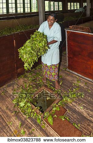 "Woman dropping tea leaves into a hole for further processing, tea factory at Muruthagahamulla, Delpitiya, Central Province, Sri Lanka, Asia" View Large Photo Image Stock Photo - "Woman dropping tea leaves into a hole for further processing, tea factory at Muruthagahamulla, Delpitiya, Central Province, Sri Lanka, Asia". Fotosearch