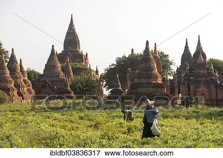 "Woman farming in front of a temple complex, stupas or pagodas on the Plateau of Bagan, Mandalay Division, Myanmar or Burma" View Large Photo Image Stock Photo - "Woman farming in front of a temple complex, stupas or pagodas on the Plateau of Bagan, Mandalay Division, Myanmar or Burma". Fotosearch
