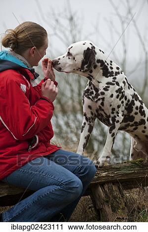 Woman feeding a Dalmatian by hand View Large Photo Image Stock Image - Woman feeding a Dalmatian by hand. Fotosearch