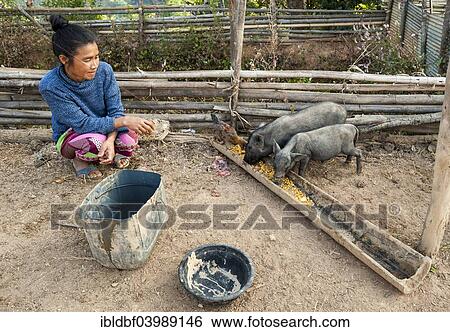 "Woman from the Lahu people feeding pigeons, ethnic minority, hill tribe, Mae Hong Song Province, Northern Thailand, Thailand, Asia" View Large Photo Image Stock Photograph - "Woman from the Lahu people feeding pigeons, ethnic minority, hill tribe, Mae Hong Song Province, Northern Thailand, Thailand, Asia". Fotosearch