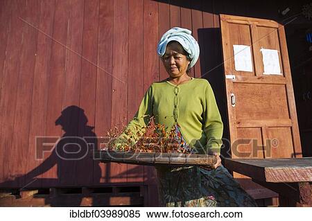 "Woman from the Lahu people, hill tribe, ethnic minority, preparing red chillies for drying, Lahu village, Mae Hong Song Province, Northern Thailand, Thailand, Asia" View Large Photo Image Stock Photography - "Woman from the Lahu people, hill tribe, ethnic minority, preparing red chillies for drying, Lahu village, Mae Hong Song Province, Northern Thailand, Thailand, Asia". Fotosearch