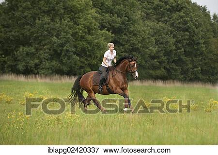 Woman galloping across a meadow on a Hanoverian horse View Large Photo Image Stock Photo - Woman galloping across a meadow on a Hanoverian horse. Fotosearch