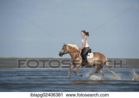 Woman galloping on a Haflinger horse through the water at the beach View Large Photo Image Stock Image - Woman galloping on a Haflinger horse through the water at the beach. Fotosearch