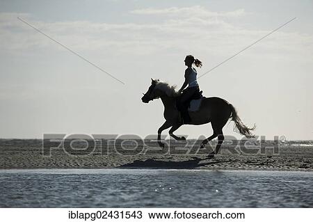 Stock Image - "Woman galloping on a Haflinger horse along the beach, St. Peter-Ording, Schleswig-Holstein, Germany, Europe". Fotosearch