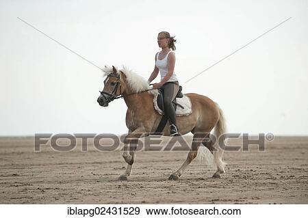"Woman galloping on a Haflinger horse along the beach, St. Peter-Ording, Schleswig-Holstein, Germany, Europe" View Large Photo Image Stock Photo - "Woman galloping on a Haflinger horse along the beach, St. Peter-Ording, Schleswig-Holstein, Germany, Europe". Fotosearch