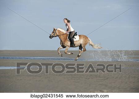 "Woman galloping on a Haflinger horse along the beach, St. Peter-Ording, Schleswig-Holstein, Germany, Europe" View Large Photo Image Stock Photography - "Woman galloping on a Haflinger horse along the beach, St. Peter-Ording, Schleswig-Holstein, Germany, Europe". Fotosearch