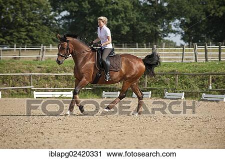 Woman galloping on a Hanoverian horse View Large Photo Image Stock Image - Woman galloping on a Hanoverian horse. Fotosearch
